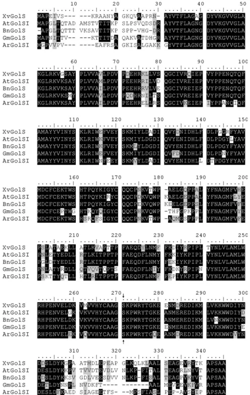 Fig. 4. Amino acid sequence alignment of XvGolS against GolS amino acid sequences from Arabidopsis (AtGolS I, NP_182240), Brassica napus (BnGolS, AF106954), Glycine max (GmGolS, AY126715), and Ajuga reptans (ArGolSI, AJ237693)