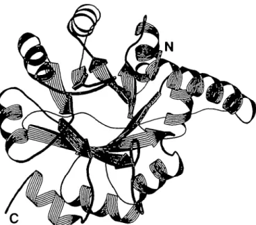 Fig. 4. Schematic drawing of the overall structure of IGPS mon ,, created with the program RIBBON (Priestle, 1988)