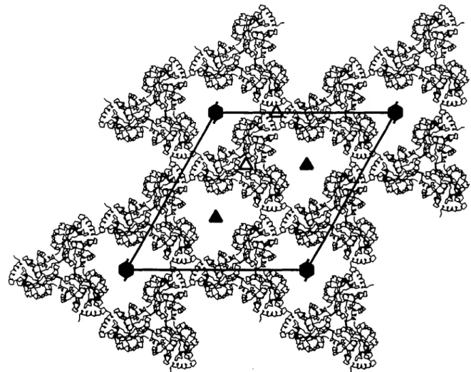 Fig. 5. The packing of /G/'5 m()n . domains in the crystal form II looking down the crystallographic c axis (same view as in Figure 3)