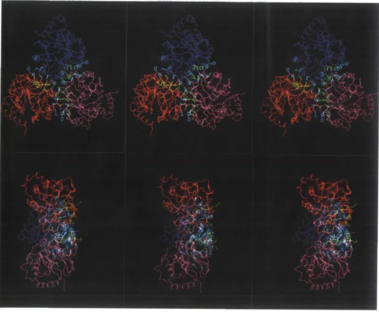 Fig. 7. Stereo presentation of the trimeric association of JGPS^,,,' highlighting the interface between the three monomers