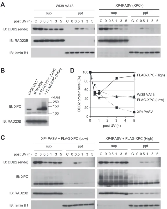 Figure 6. XPC suppresses UV-induced degradation of endogenously expressed DDB2 protein