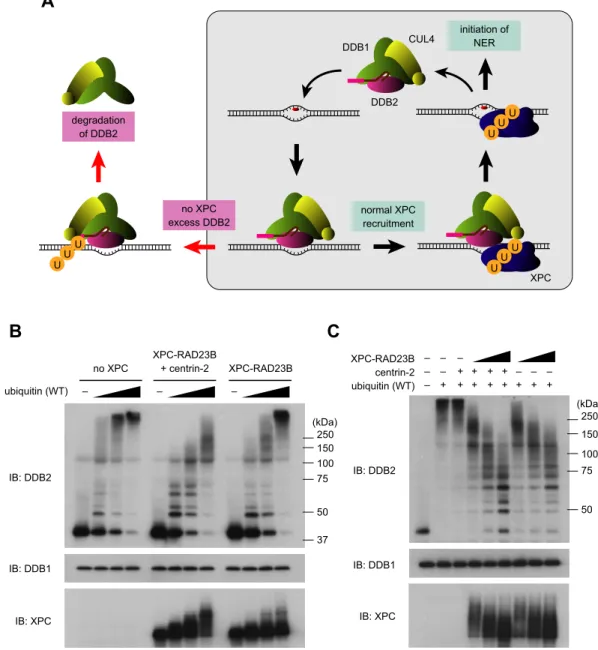 Figure 7. XPC competitively suppresses ubiquitination of DDB2. (A) A model for substrate selection by the CRL4 DDB2 E3 ligase