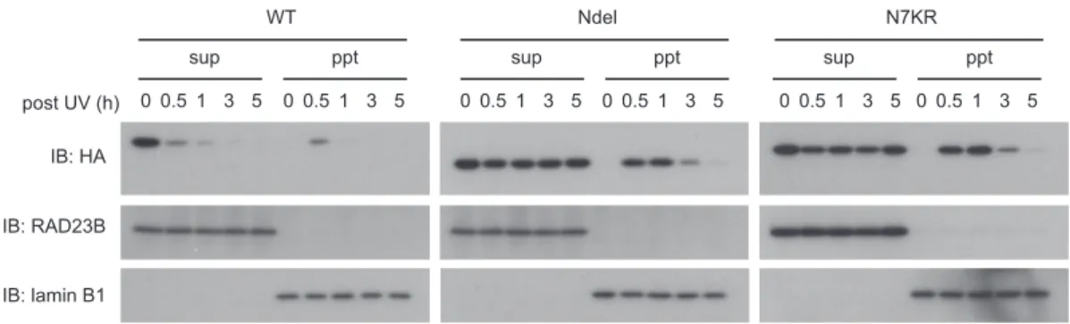 Figure 2. Mutant DDB2 proteins lacking the N-terminal lysines bind to chromatin, but resist UV-induced degradation