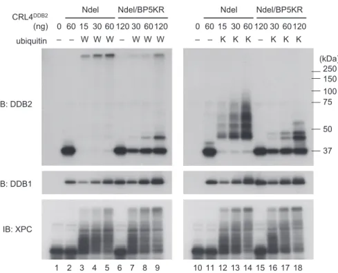 Figure 3. DDB2-Ndel / BP5KR protein is mostly resistant to self-ubiquitination in vitro