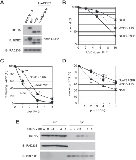 Figure 4. Non-ubiquitinatable DDB2 interferes with cellular GG-NER function. (A) Immunoblot analyses of a transformed cell line stably expressing HA- HA-tagged DDB2-Ndel / BP5KR protein