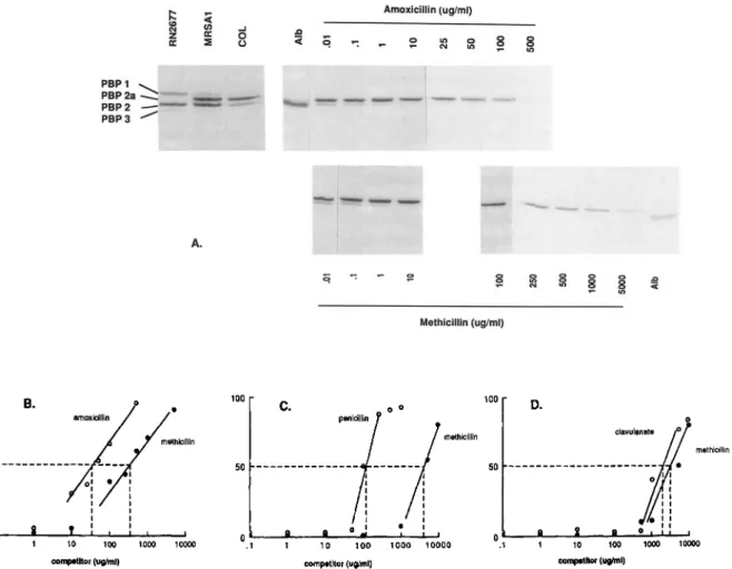 Figure 5. Penicillin-binding protein(PBP)2a affinity of antibiotics. Membrane sampleswereprocessed in parallel and run on same gel.
