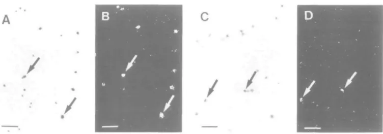 Fig. 2. Granzyme A gene expression in CD4~ CD8~ CD3~ IL2R- and CD4- CD8- CD3~ IL2R+ thymocytes