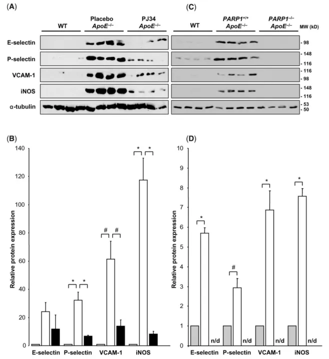 Figure 3 Expression of adhesion molecules in atherosclerotic aortae is decreased by chronic poly(ADP-ribose) polymerase (PARP) inhibition or PARP1 deletion.