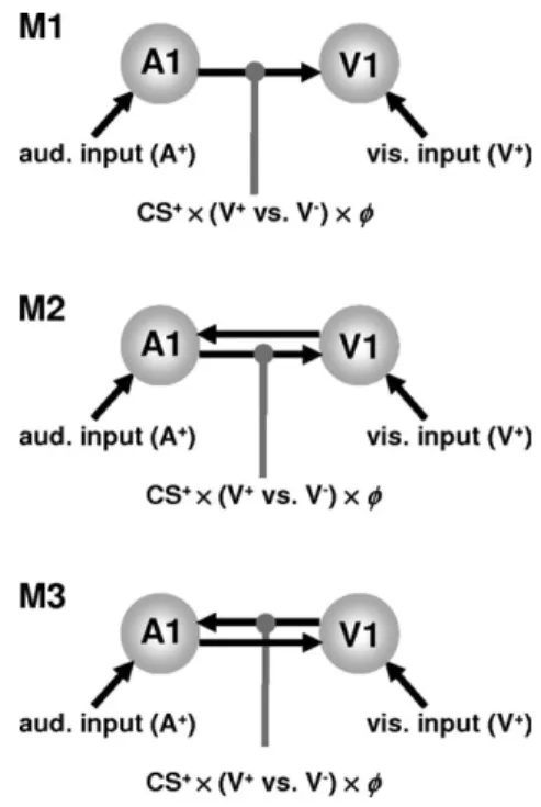 Figure 4. Dynamic causal models of learning effects on audio-visual connectivity. For all 3 models, the primary auditory (A1) and visual (V1) areas are both driven by their respective sensory inputs