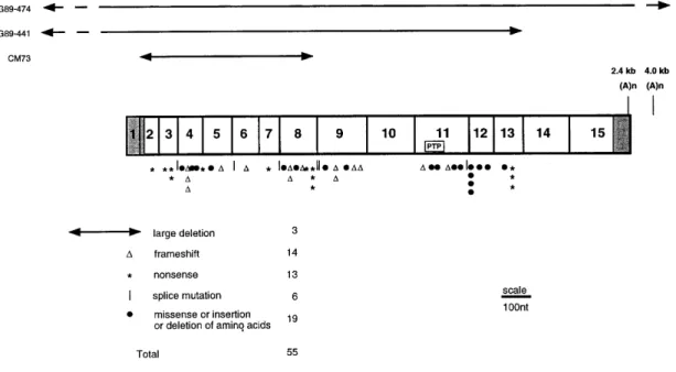 Figure 1. Distribution of mutations along the open reading frame of the MTM1 transcript