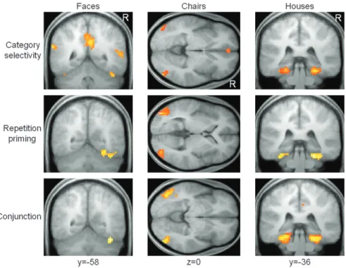 Figure 2. Brain areas showing category-selective preference in the functional localizer scan (top row) and exemplar-specific repetition decreases in the main experimental scan (middle row) for each object category separately, overlaid on the mean anatomica