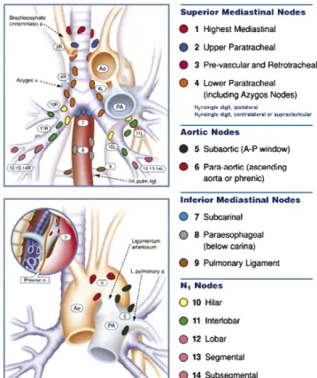 Fig. 1. Regional lymph node stations for lung cancer staging (from Mountain CF, Dresler CM