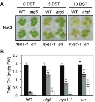 Fig. 5.  Characterization of atg5 nye1-1 double mutant under mild salt- salt-stress conditions