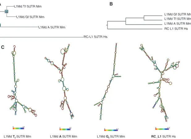 Figure 2 Sequences and structures comparison of human (RC_L1) and mouse (Gf, Tf, A) L1 5′UTRs.