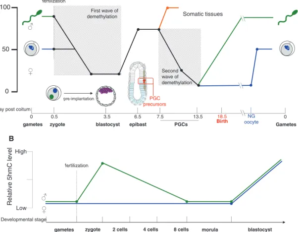 Figure 3 Global L1 methylation and 5hmC level during several steps of mammalian development and associated L1 regulatory mechanisms.