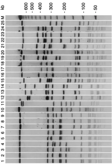 Figure 1. Pulsed-field gel electrophoresis restriction patterns of SmaI-digested DNA of western Switzerland epidemic clone of  methi-cillin-resistant Staphylococcus aureus (MRSA) (lane 7, major pattern;