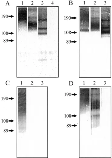 Fig. 1. Characterization of NCAM from mouse brain by SDS–PAGE and Western blotting. (A) silver stained SDS-gel; (B–D) Western blot analyses employing anti-NCAM mAb H28 (B), anti-PSA mAb 735 (C), and anti-HNK1 mAb 412 (D)