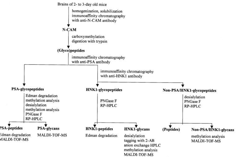 Fig. 2. Strategy for analysis of glycans and peptide moieties from mouse NCAM.