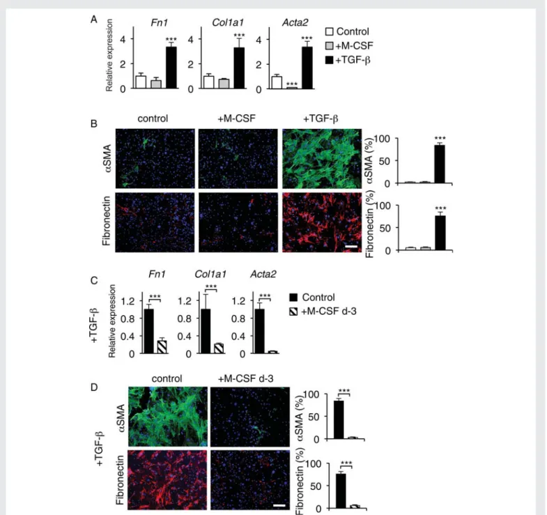 Figure 1 M-CSF prevents differentiation of heart-infiltrating CD133 + progenitors into myofibroblasts