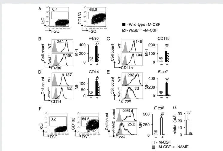 Figure 4 NOS2 is required for M-CSF-dependent macrophage lineage differentiation from CD133 + progenitors