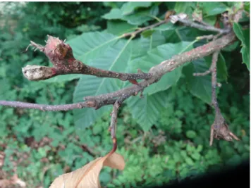 Figure 1. Young chestnut twig with abandoned Dryocosmus kuriphilus galls. Cry- Cry-phonectria parasitica infection is shown by reddish lesions and orange stromata (Picture: Phytopathology, WSL).
