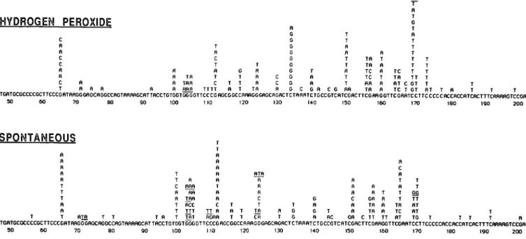 Fig. 2. The complete spectra of DNA base changes detected at the supF locus in spontaneous mutants and in those induced by H 2 O 2 