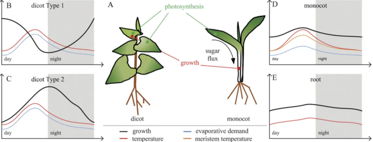 Fig. 1. Plant architecture, prevailing diel variations of environmental factors, and predominant diel leaf growth patterns