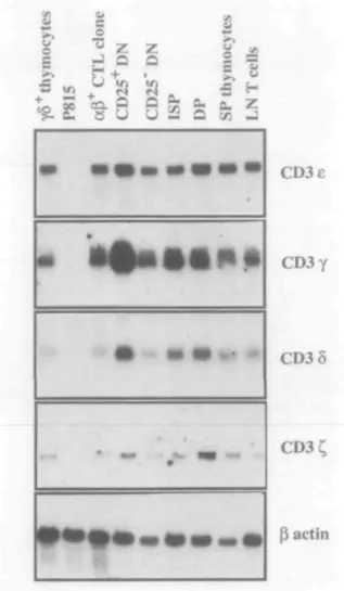 Fig. 1. Expression of CD3 genes in thymocyte subsets by Northern blot analysis. Sequential hybridizations of the same blot were performed with probes for CD3 e, y, 5, C, and ^-actin