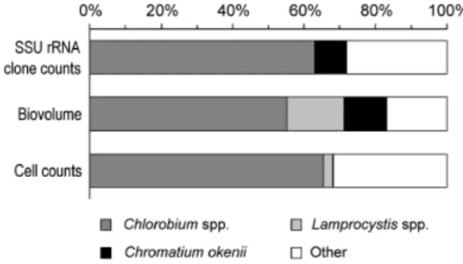 Fig. 7. Comparison of the relative abundance of various microbial groups in the chemocline at 11.5 m calculated using three different methods: occurrence in the SSU rRNA clone libraries (upper bars), estimated biovolume (middle bars), and direct cell count
