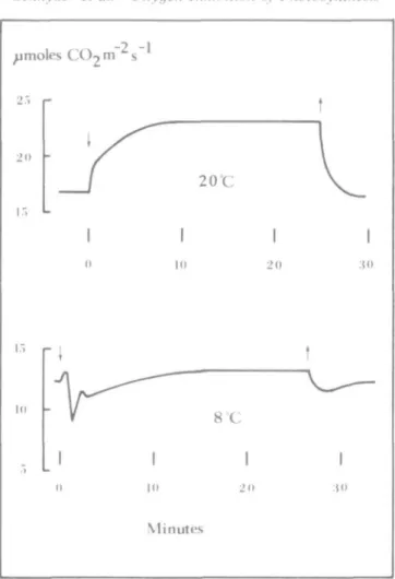 FIG. 1. Time-course of net photosynthesis during a change in O 2 partiaJ pressure from21  t o 2 0 t o 2 l kPa at 20 °C and 8°C