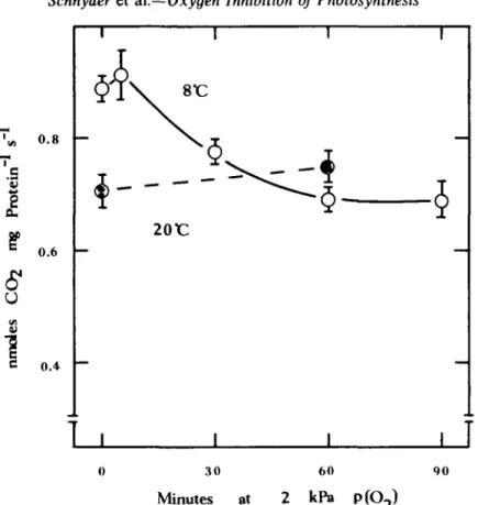 FIG. 4. Time-course of the activation state of RuBPCO in leaves following a decrease in O 2  partial pressure from 21 to 2-0 kPa at 20°C (o) and 8°C (O)