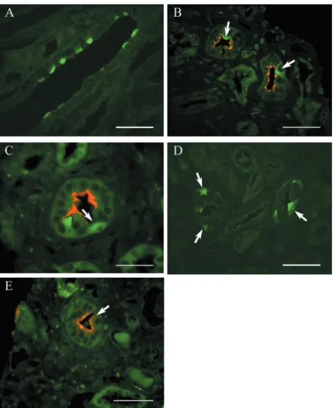 Fig. 2. In Figures 2B, C and E, red immunostaining with anti-AQP2 identifies principal cells in the collecting ducts