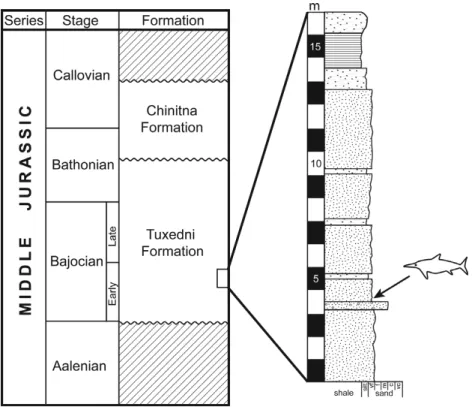 Figure 2. Stratigraphic relationships of the Tuxedni Formation in the Talkeetna Mountains, southern Alaska and the position of UAMES 3411 in a measured section at the discovery site