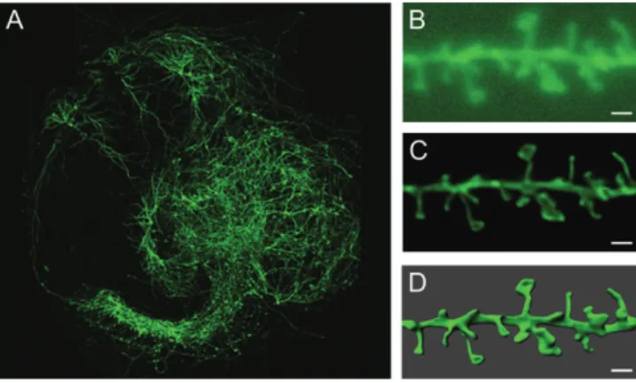 Figure 2. FLIP of a mushroom (A--C) and a thin (D--F) spine. The 3D topology of the spine is reconstructed (A, D) and the decrease in fluorescence during continuous bleaching of the dendritic shaft (B, E) is measured in the spine head