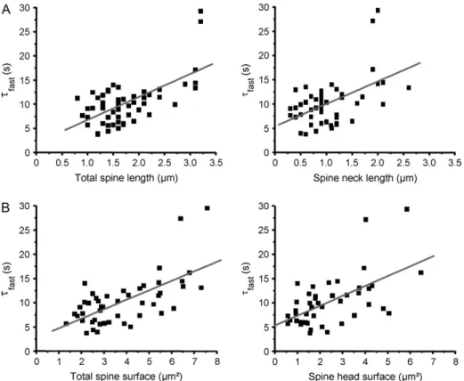 Figure 3. FLIP kinetics correlate with topological parameters of dendritic spines. (A) The time constant (s fast ) of the faster exponential function fitting the FLIP kinetics is linearly correlated with total spine length (left) and spine neck length (rig