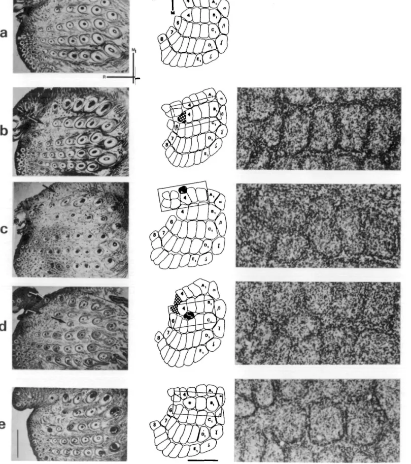 FIGURE 1 The left and middle columns show five sets of representations of whiskerpads and corresponding barrelfields