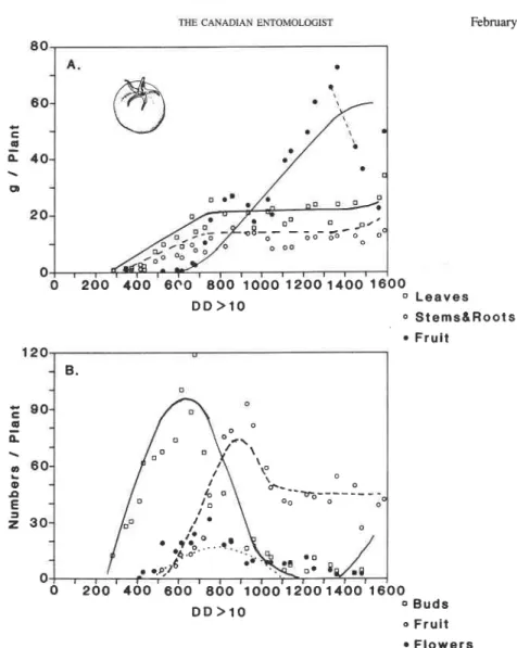 FIG.  5.  Per plant  tomato growth and development: (A) dry matter allocation to leaves,  stem plus root, and fruit; 
