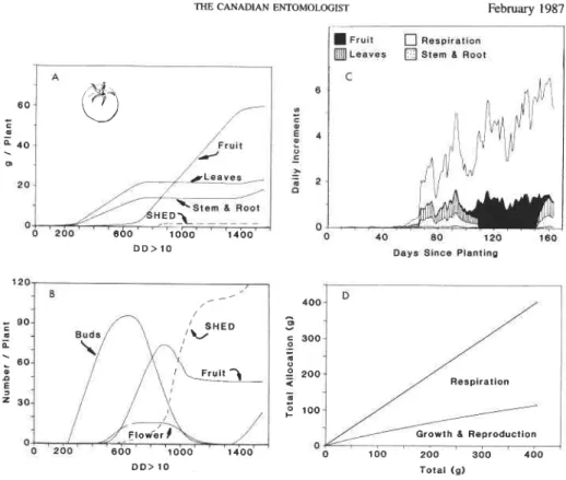 FIG. 11.  Per  plant  simulated tomato growth  and  development: (A)  dry  matter  allocation to leaves,  stem  plus  root, and retained and shed fruits; (B) numbers of fruit buds, flowers, large fruits, and total  shed fruits;  (C)  daily  allocation patt