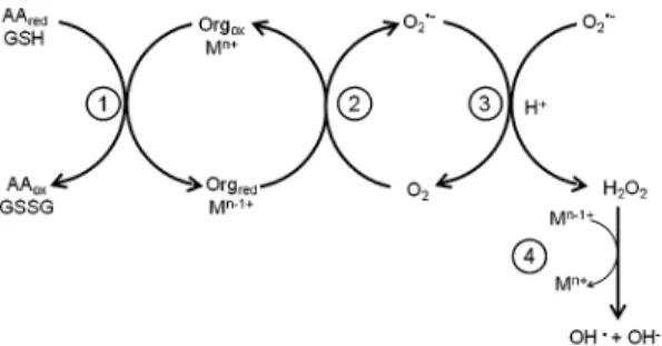 Figure 1  Cascade of possible reactions taking place in  the reducing milieu of the lung lining fluid and generating  reactive oxygen species (O 2 • −, H 2 O 2 , OH • ) [adapted  from Held and Biaglow (1994)]