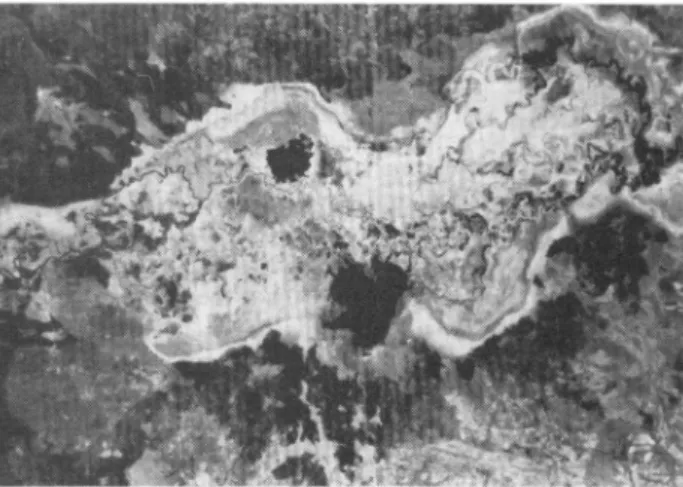FIG. 4. Landsat image of the central Kafue Flats on 15 August 1981.