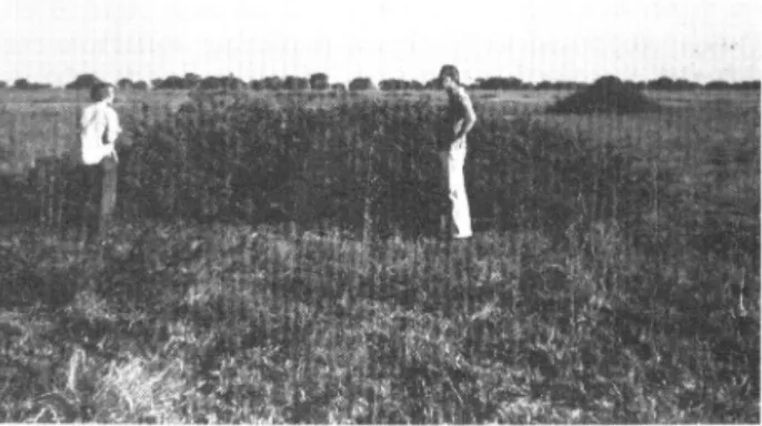 FIG. 6. Thickets o/Mimosa pigra on former floodplain that is now permanently dry.