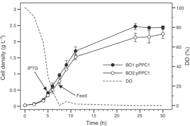 Fig. 2. Growth trajectories from microaerobic fed-batch cultivations of strains BO1 (ryhB 1 ) and BO2 (DryhB &lt; Kan R ), expressing heterologous hemoglobin VHb from the multicopy plasmid pPPC1