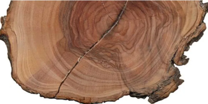 Figure 2. Cross-section of olive wood. Note the indistinct annual rings, caused by a lack of seasonality due to mild Mediterranean winters