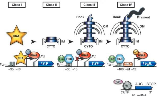 Fig. 1. Illustration of flagellar biogenesis in Caulobacter crescentus divided into four classes