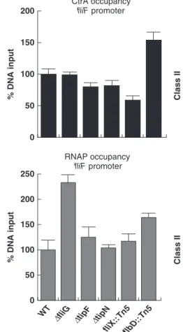Fig. 3. qChIP assays. The occupancy of the class II-fliF flagellar promoter by flagellar regulators CtrA and RNAP in vivo is shown for WT, fliG, tipF, tipN, fliX &lt; Tn5, and flbD &lt; Tn5 strains