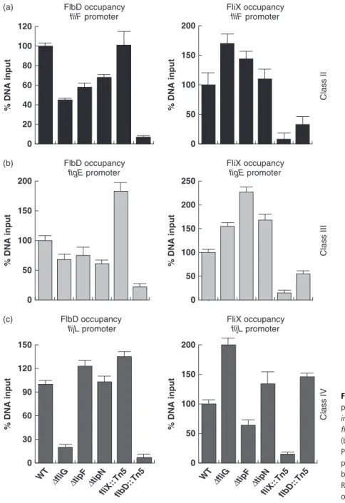 Fig. 4. qChIP assays. The occupancy of flagellar promoters by flagellar regulators FlbD and FliX in vivo for WT, fliG, tipF, tipN, fliX &lt; Tn5, and flbD &lt; Tn5 strains