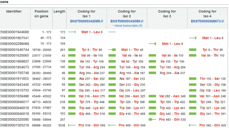 Figure 5. The Exon view, available from the Gene perspective, gives the precise coordinates of all protein isoforms that can be mapped on Ensembl transcripts, based on exons