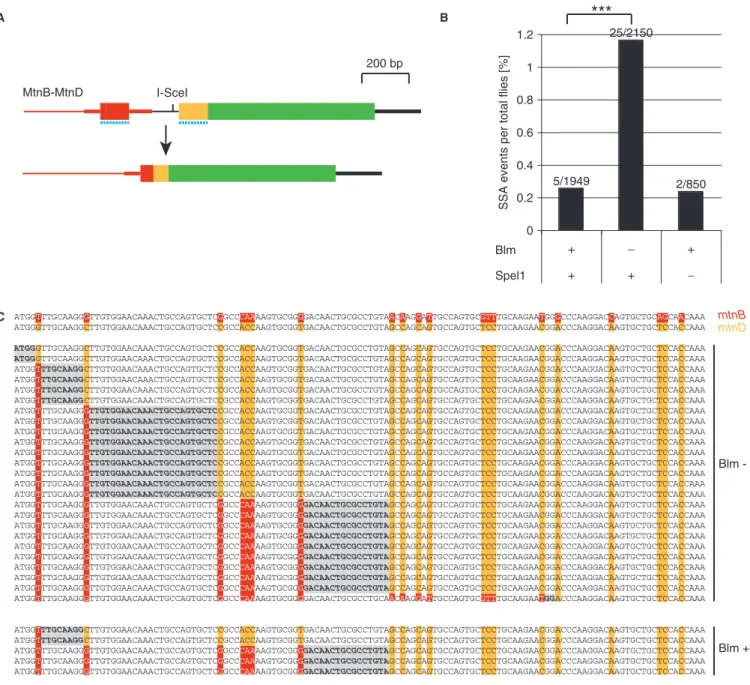 Figure 6. Homeologous SSA between two related genes is enhanced in blm mutant male germline