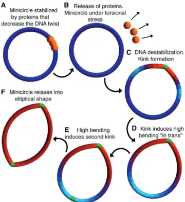 Figure 6 presents our model for structural cooperativity during kinking at distant sites in small DNA loops (also, see Movie S1 in Supplementary Data)