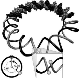 Figure 1. Schematic presentation of a nicked DNA minicircle that has a non-integer equilibrium twist